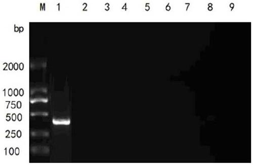 Duck hepatitis A virus type 2 detection kit and detection method thereof