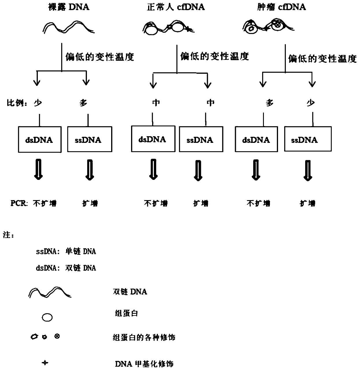 Primer pair and kit for detecting P53 gene epigenetic modification difference in peripheral blood free DNA