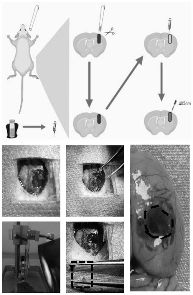 Preparation method of injectable photocuring hemostatic hydrogel for traumatic brain injury