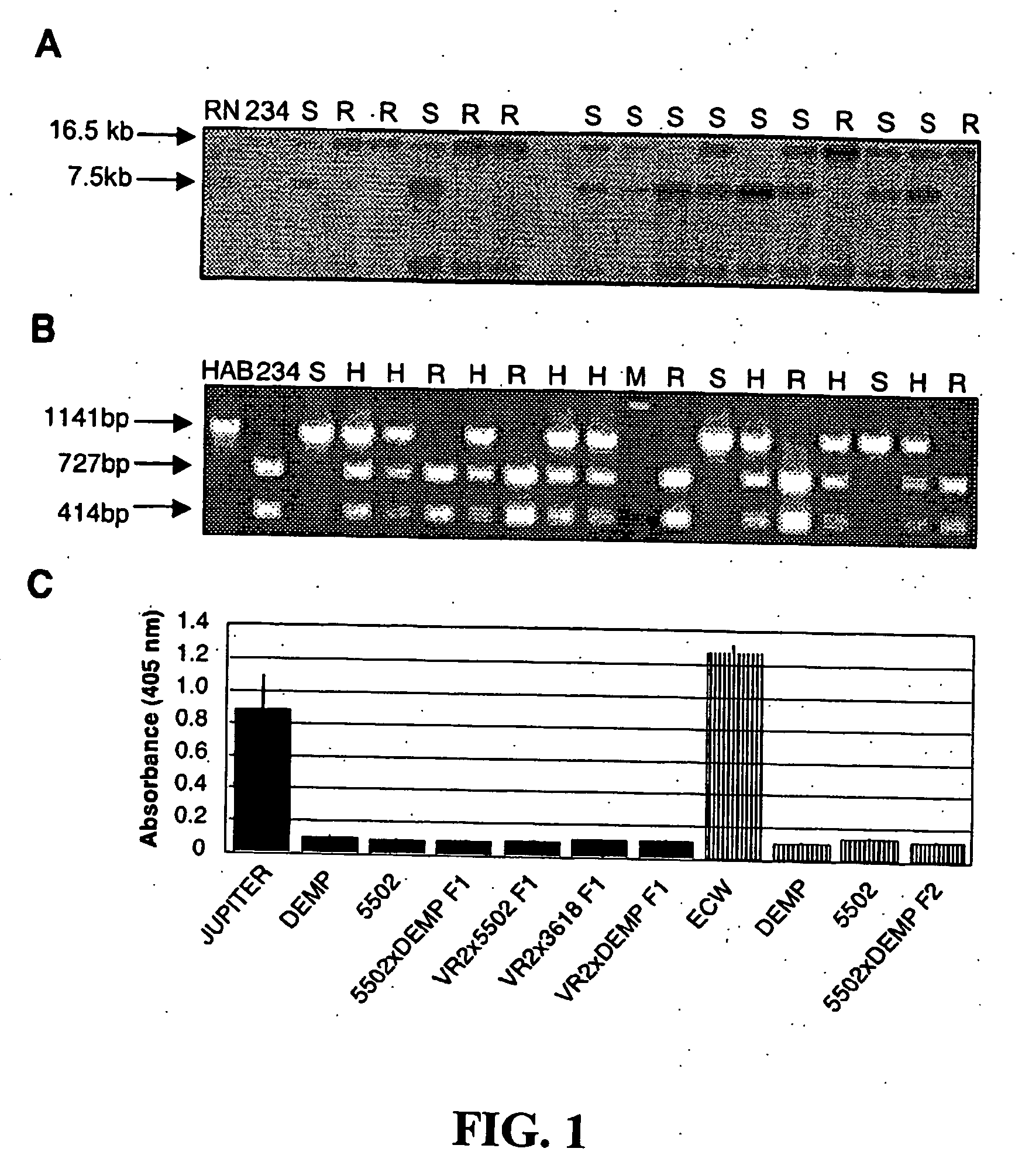 Recessive plant viral resistance results from mutations in translation initiation factor eIf4e