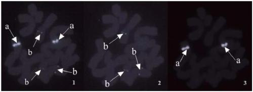 Treatment method of chromosome preparation used for fluorescence in situ hybridization of hyacinthus plant root tip chromosomes