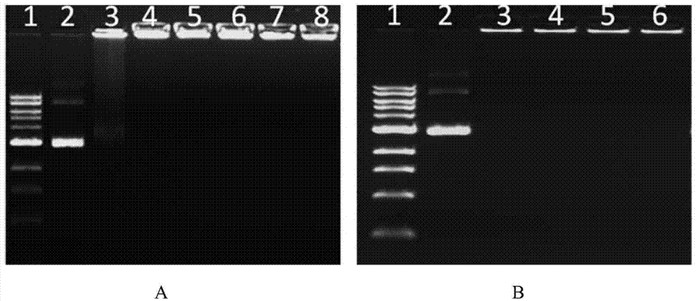 Double-targeted ternary complex nucleic acid transfer and release system and preparation method thereof