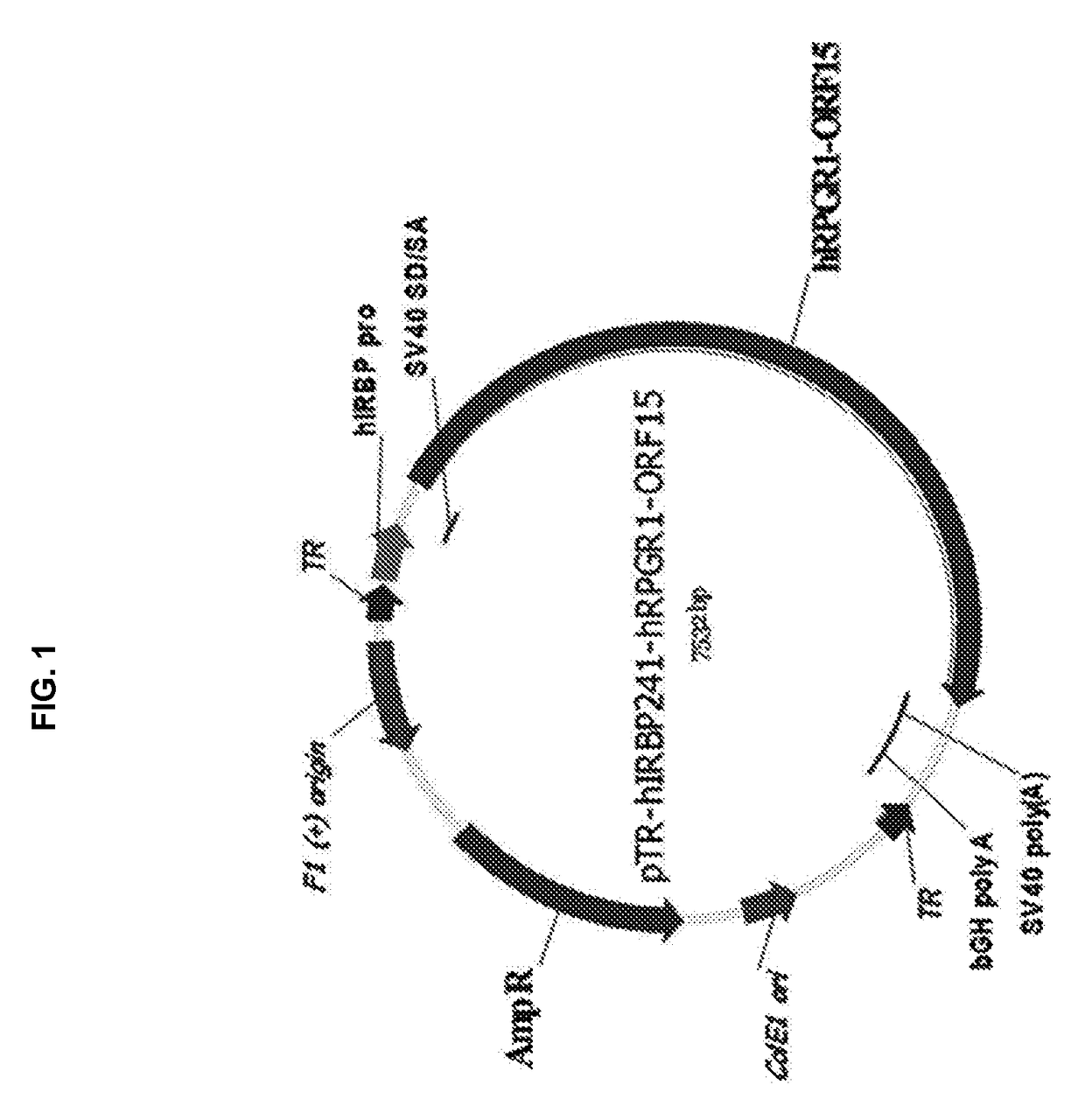 Aav-mediated gene therapy for rpgr x-linked retinal degeneration