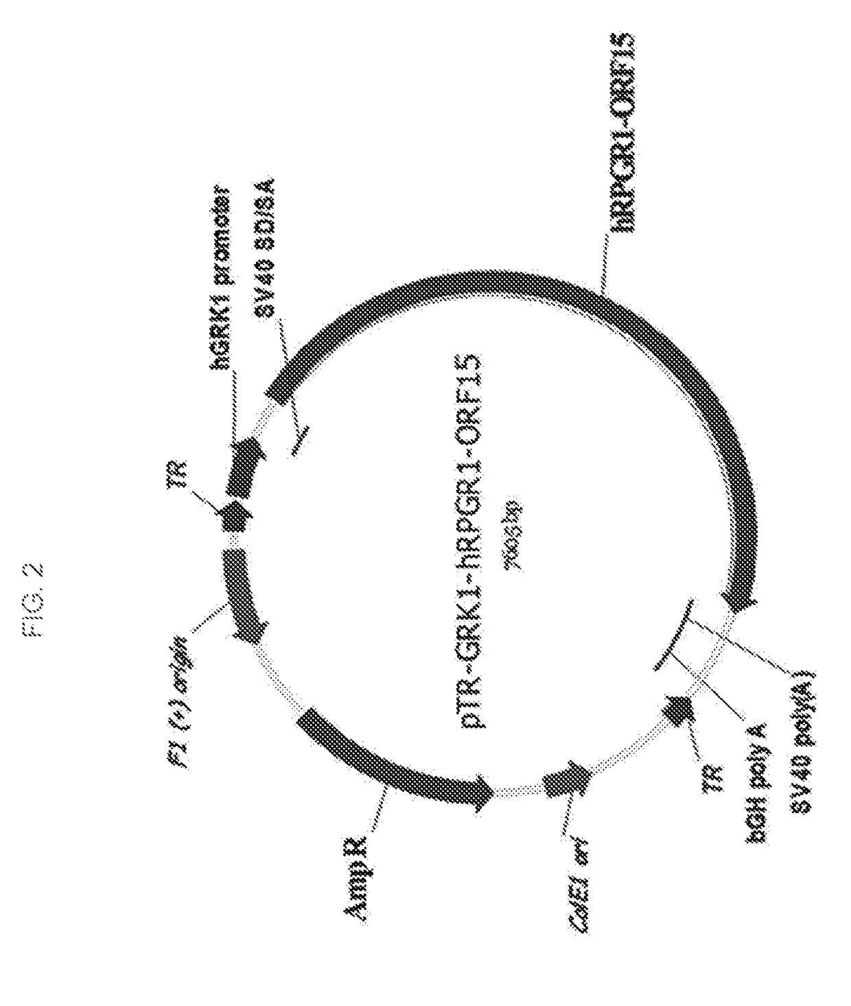 Aav-mediated gene therapy for rpgr x-linked retinal degeneration