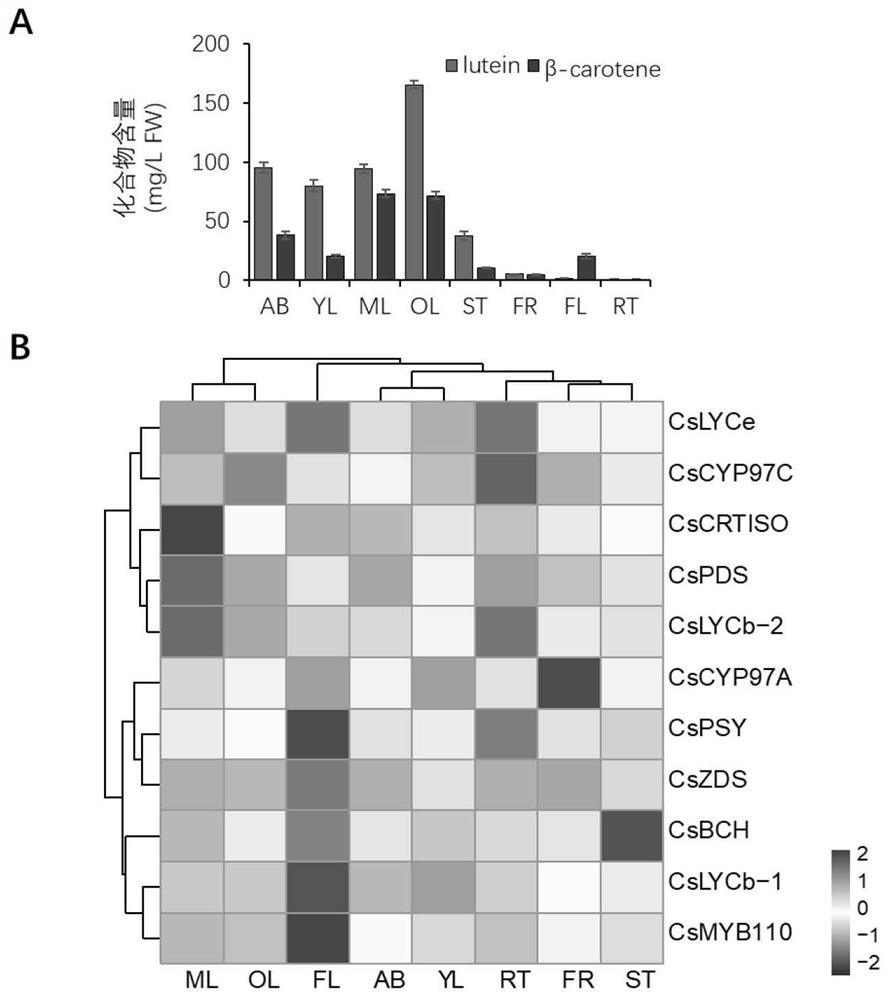 CsMYB110 gene and application thereof in regulation of synthesis of carotenoids