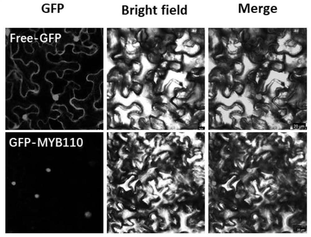 CsMYB110 gene and application thereof in regulation of synthesis of carotenoids