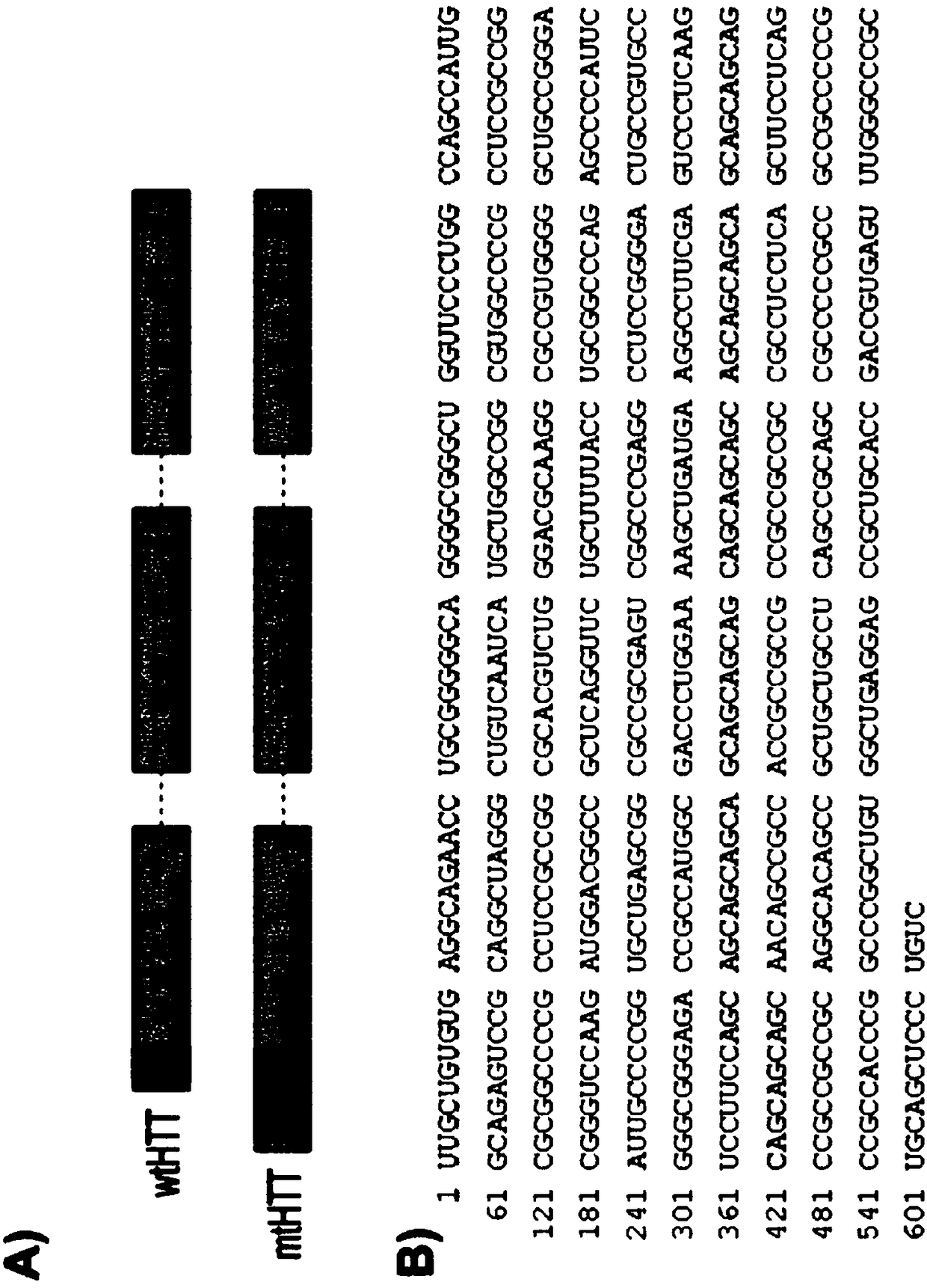 RNAi induced huntingtin gene suppression