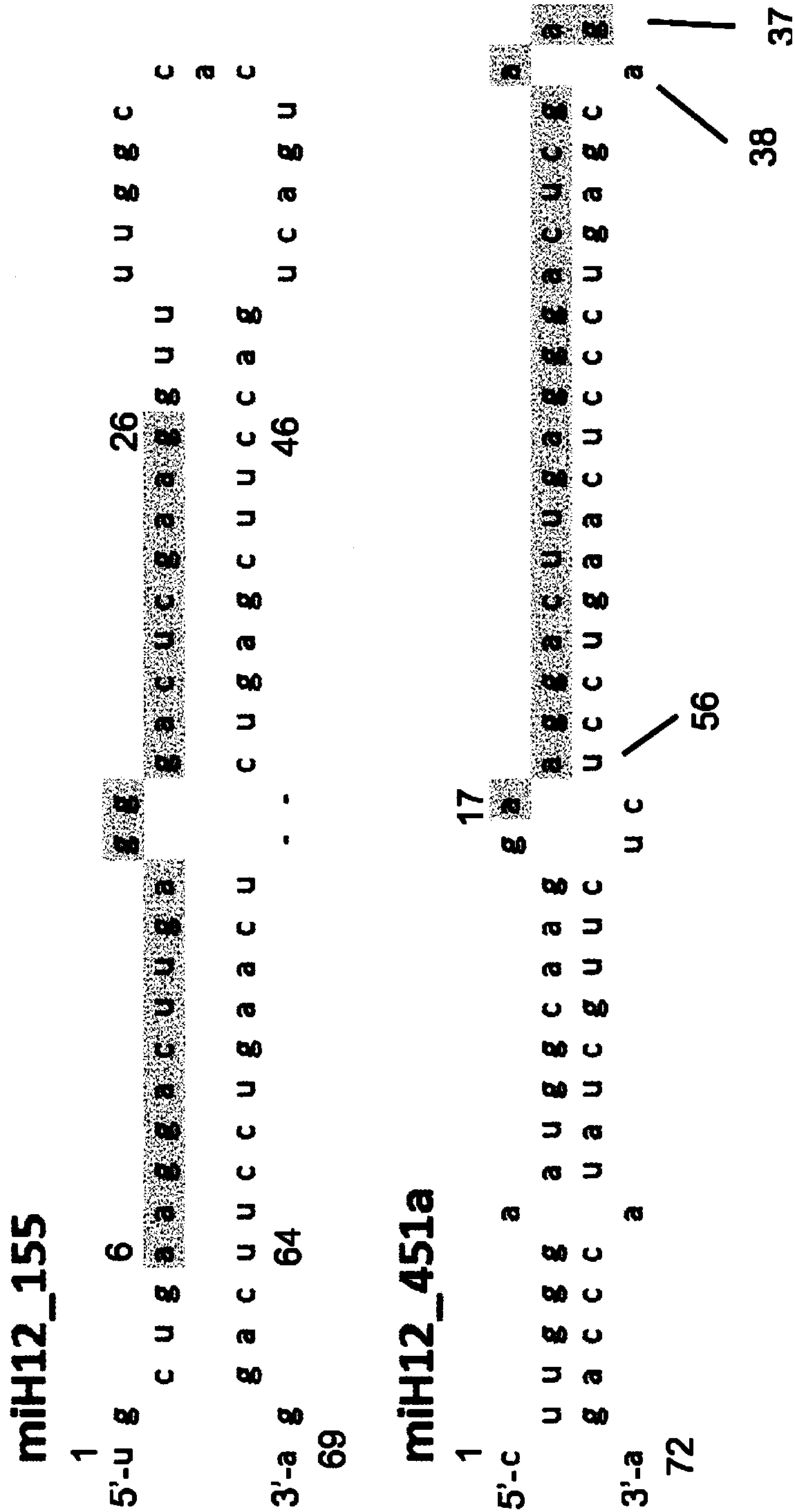 RNAi induced huntingtin gene suppression