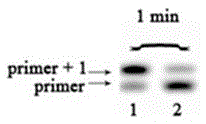 A method for the quantitative detection of 6-methylaminopurine in dna and rna