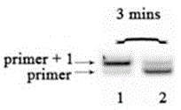 A method for the quantitative detection of 6-methylaminopurine in dna and rna