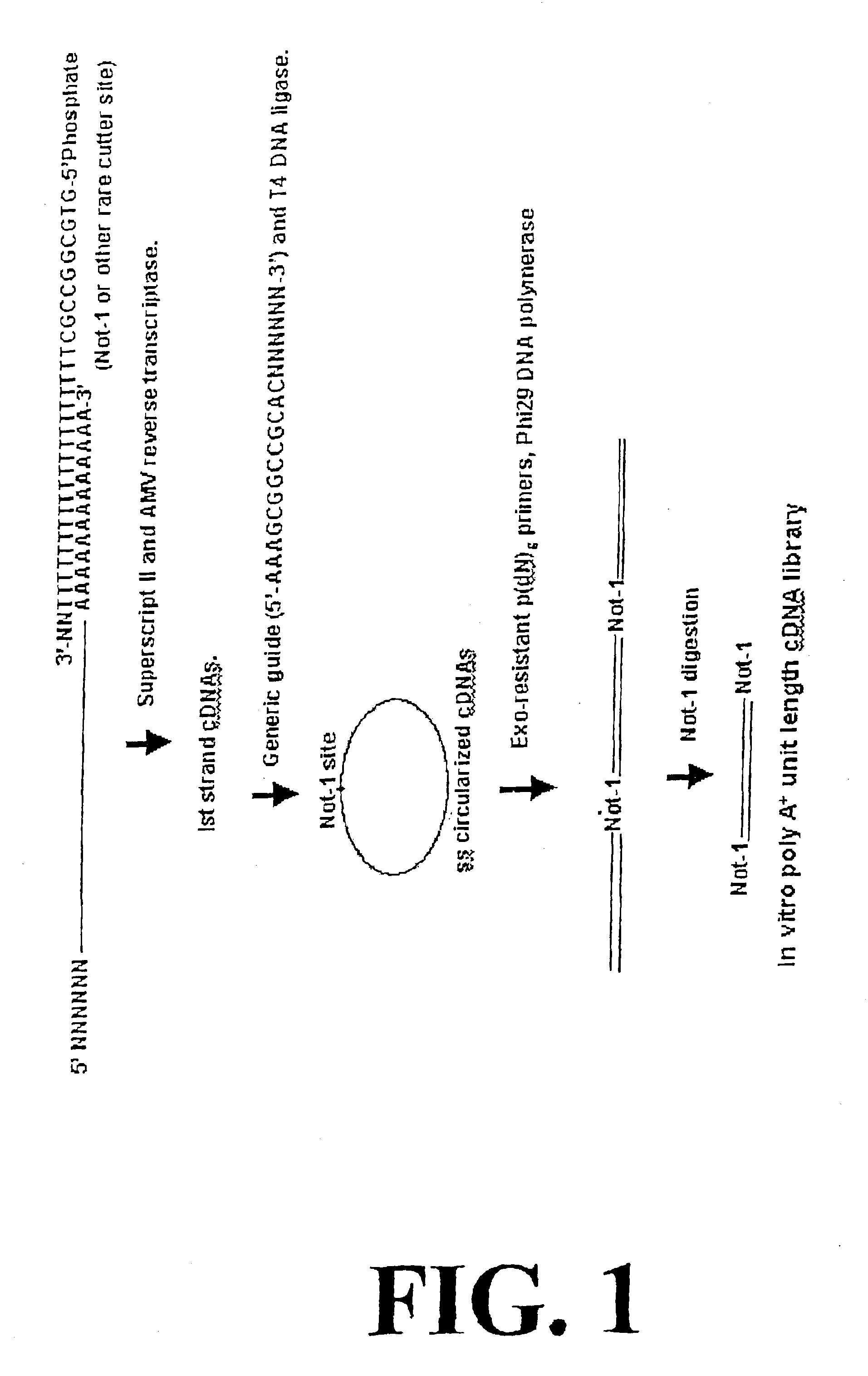 Rolling circle amplification of RNA