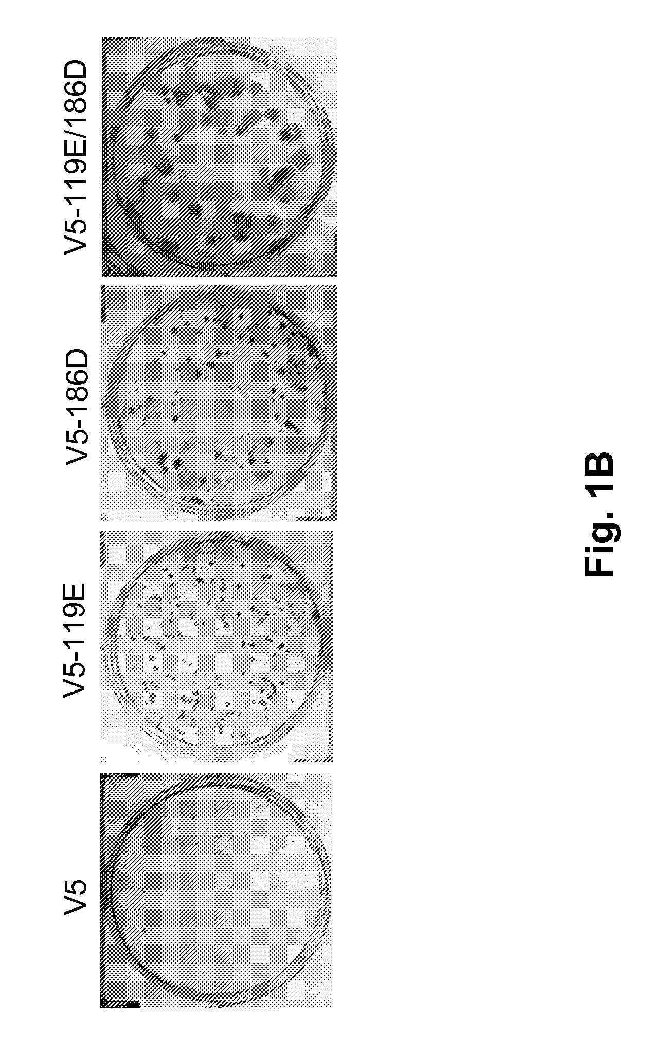 Swine influenza hemagglutinin variants