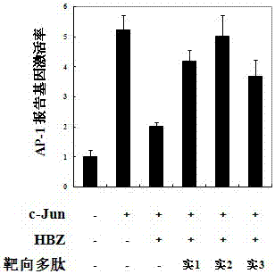 Specific targeted polypeptide for adult T-cell leukemia and application of specific targeted polypeptide