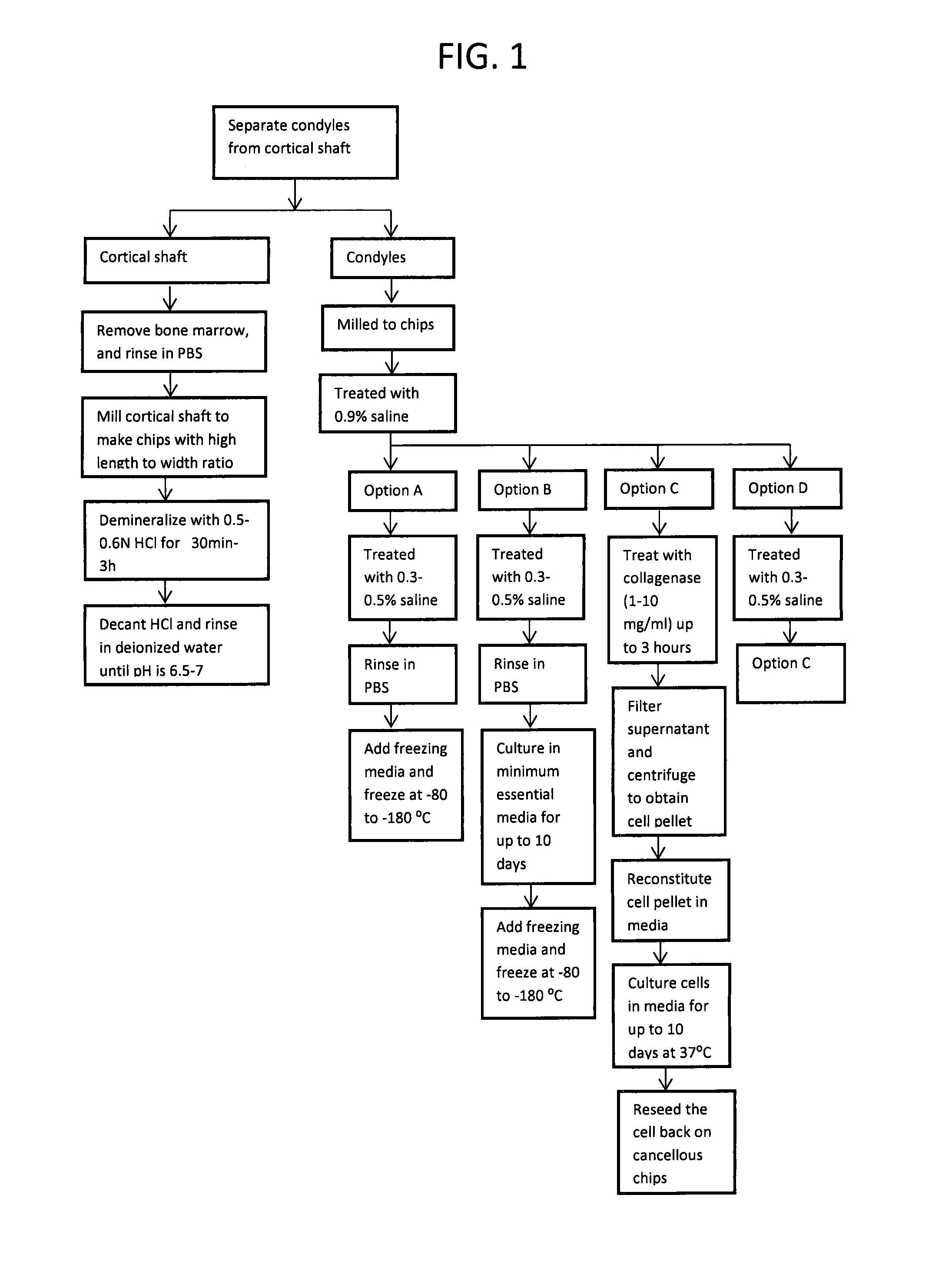 Bone Grafts and Methods of Making and Using Bone Grafts