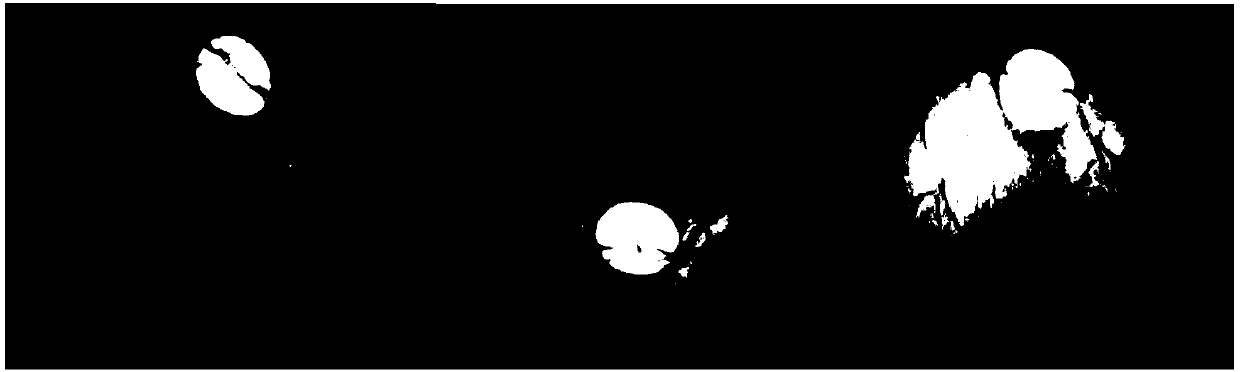 Inducing method of dry age-related macular degeneration primate model