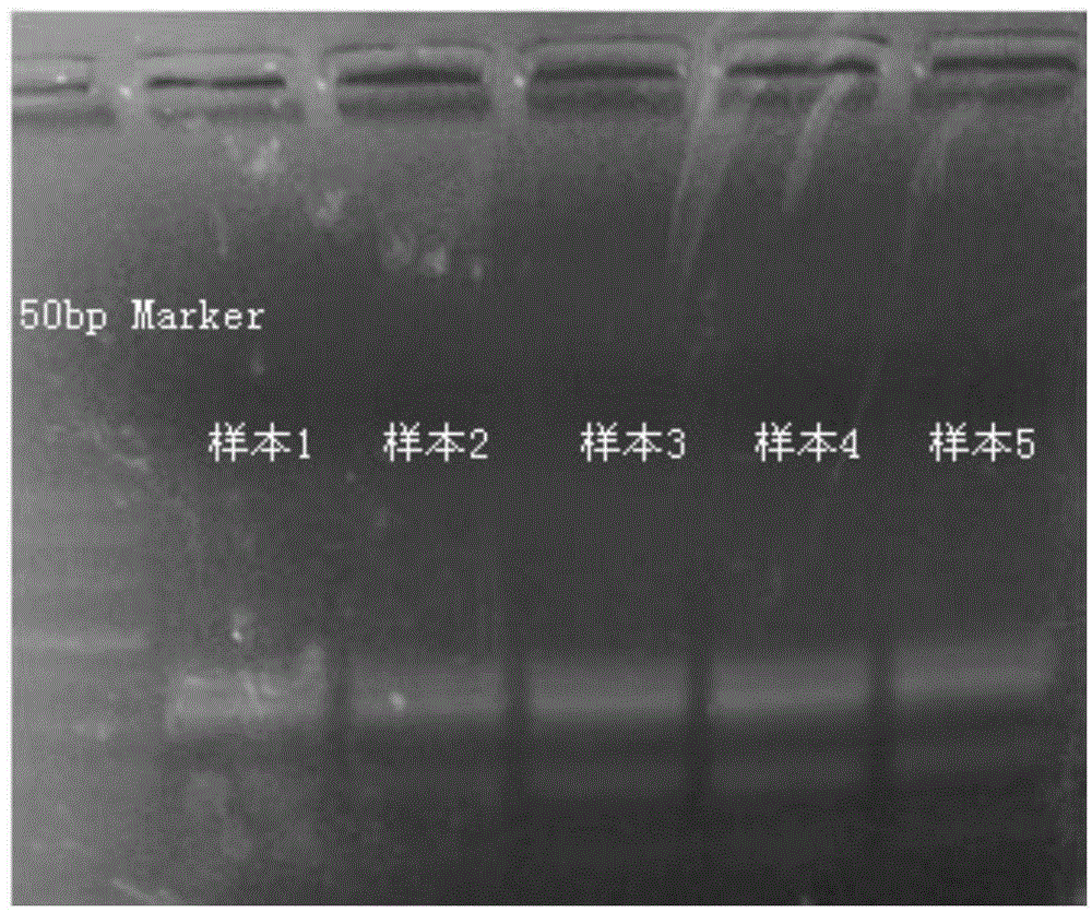 Combined primer for screening human deafness gene mutation and application of combined primer