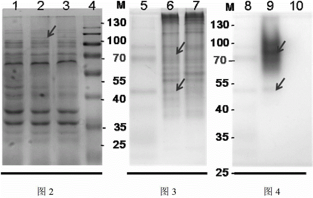 Screening and identification method of electricigen enzyme