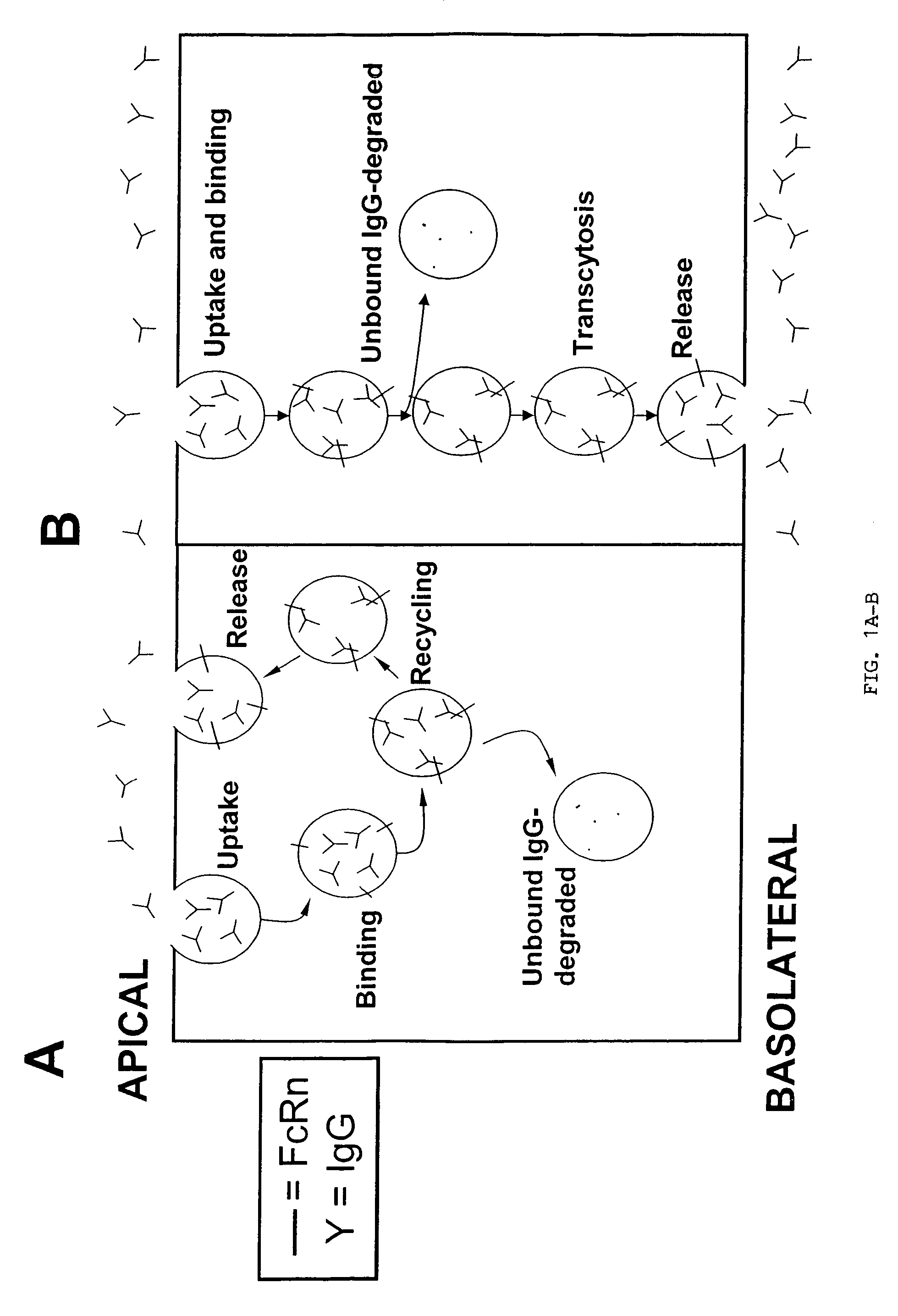 Immunoglobulin molecules with improved characteristics