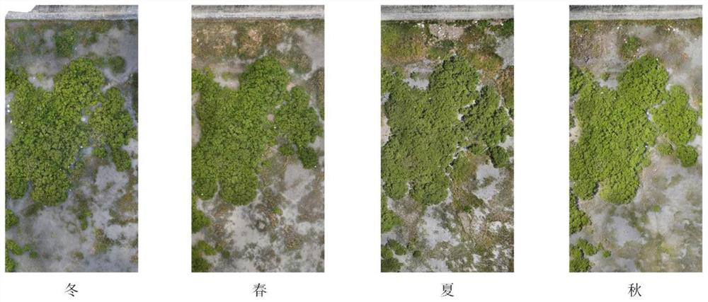 Spartina alterniflora identification and early warning method