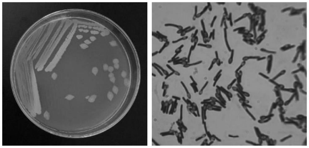 A kind of traditional Chinese medicine microecological preparation for preventing and treating livestock and poultry diarrhea and preparation method thereof