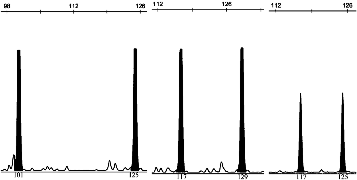 Rhinogobio ventralis Sauvage et Da bry paternity testing method based on micro-satellite fluorescence multiplex PCR