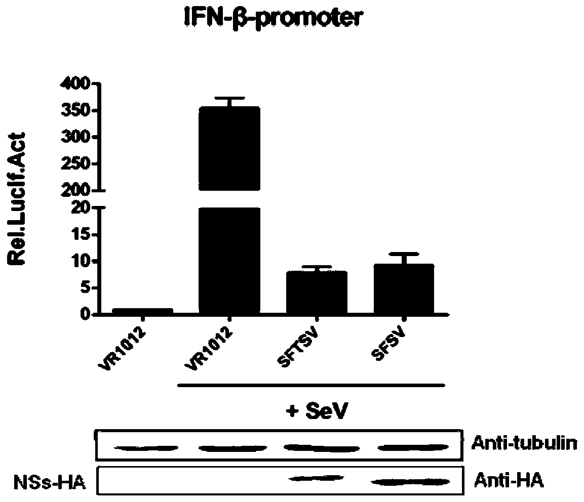 Application of Compound mln4924 in the Preparation of Bunyaviridae Phlebovirus Inhibitors