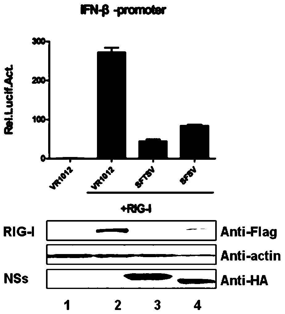 Application of Compound mln4924 in the Preparation of Bunyaviridae Phlebovirus Inhibitors