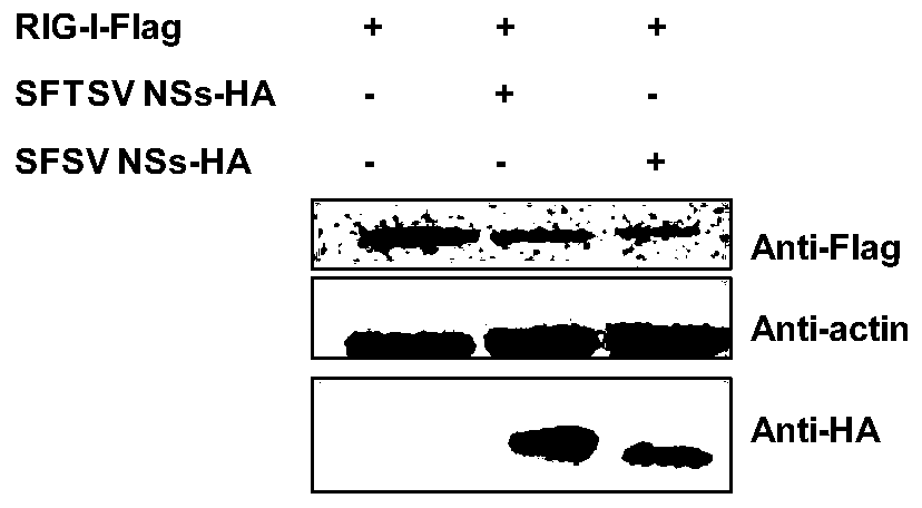 Application of Compound mln4924 in the Preparation of Bunyaviridae Phlebovirus Inhibitors