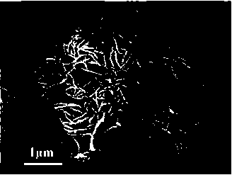 TiO2 photocatalyst and preparation method thereof