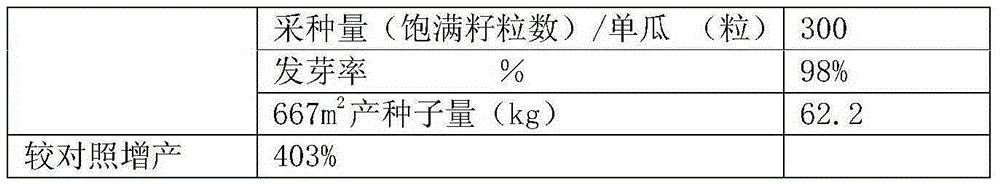 A kind of method for improving the yield of thick-skinned muskmelon hybrid seed production