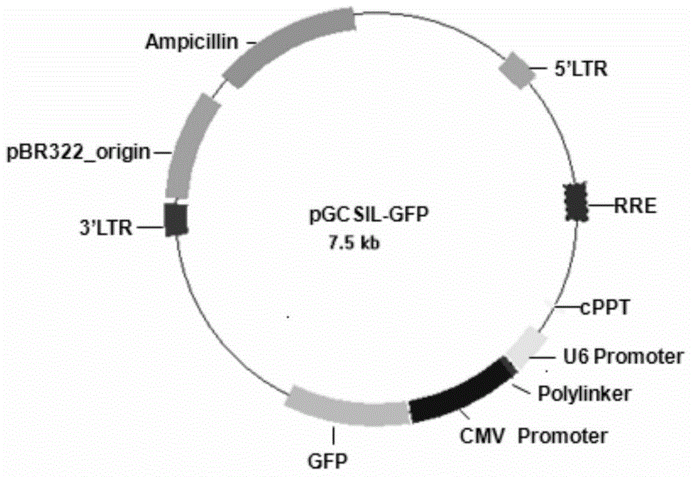 Application of human IARS2 gene and related medicines thereof