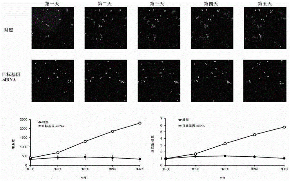 Application of human IARS2 gene and related medicines thereof