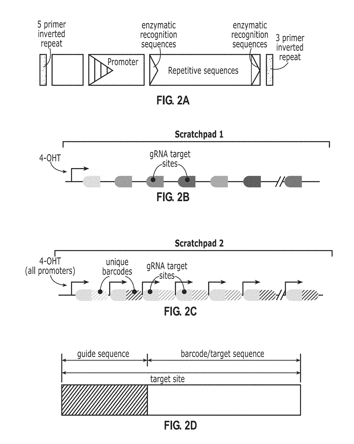 Recording and mapping lineage information and molecular events in individual cells