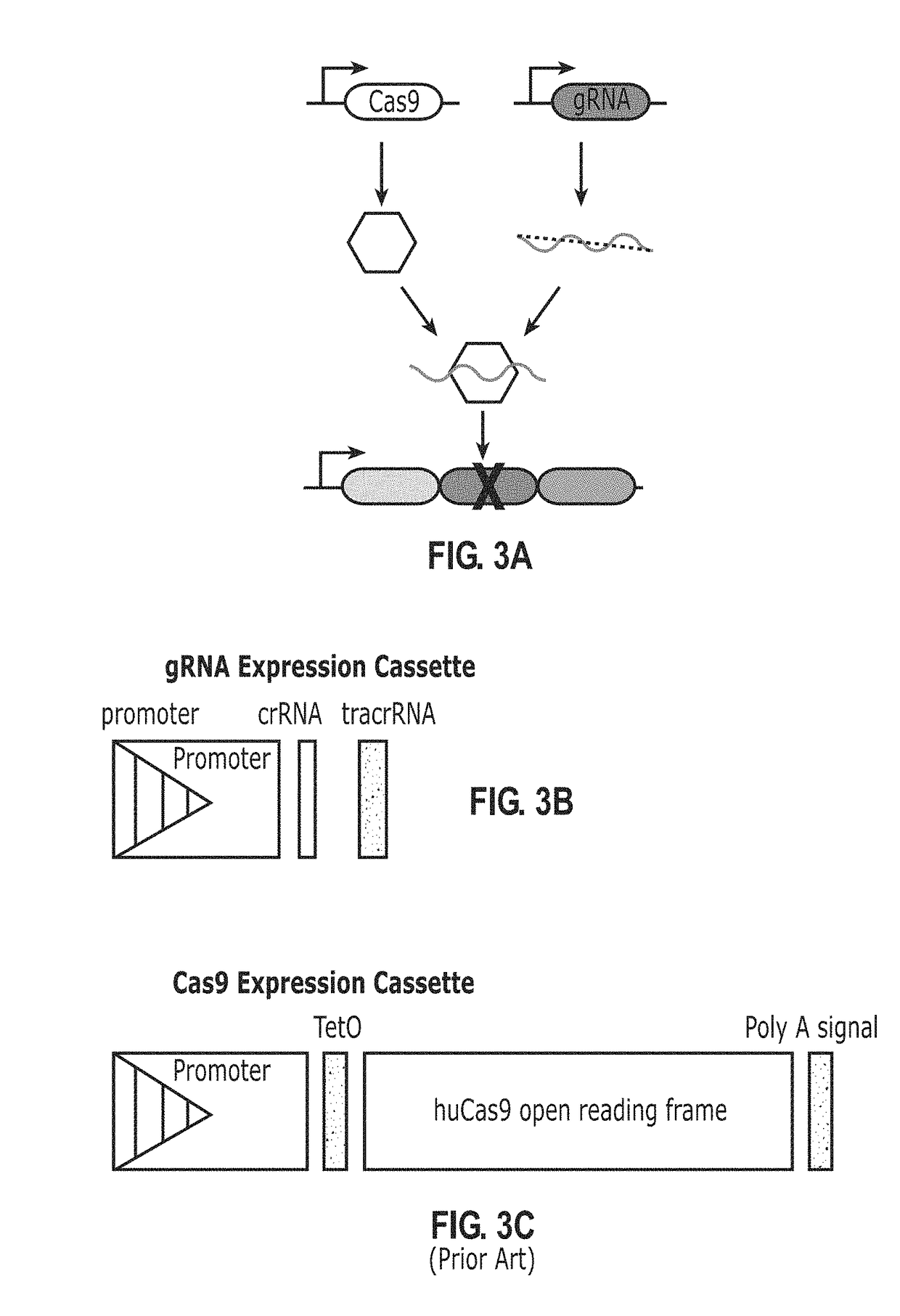 Recording and mapping lineage information and molecular events in individual cells