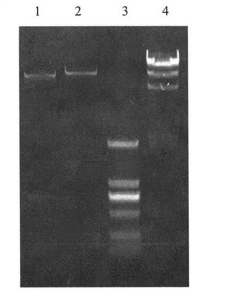 Method for expressing staphyloccocus aureus alpha-acetolactate decarboxylase by utilizing recombinant bacillus subtilis efficiently