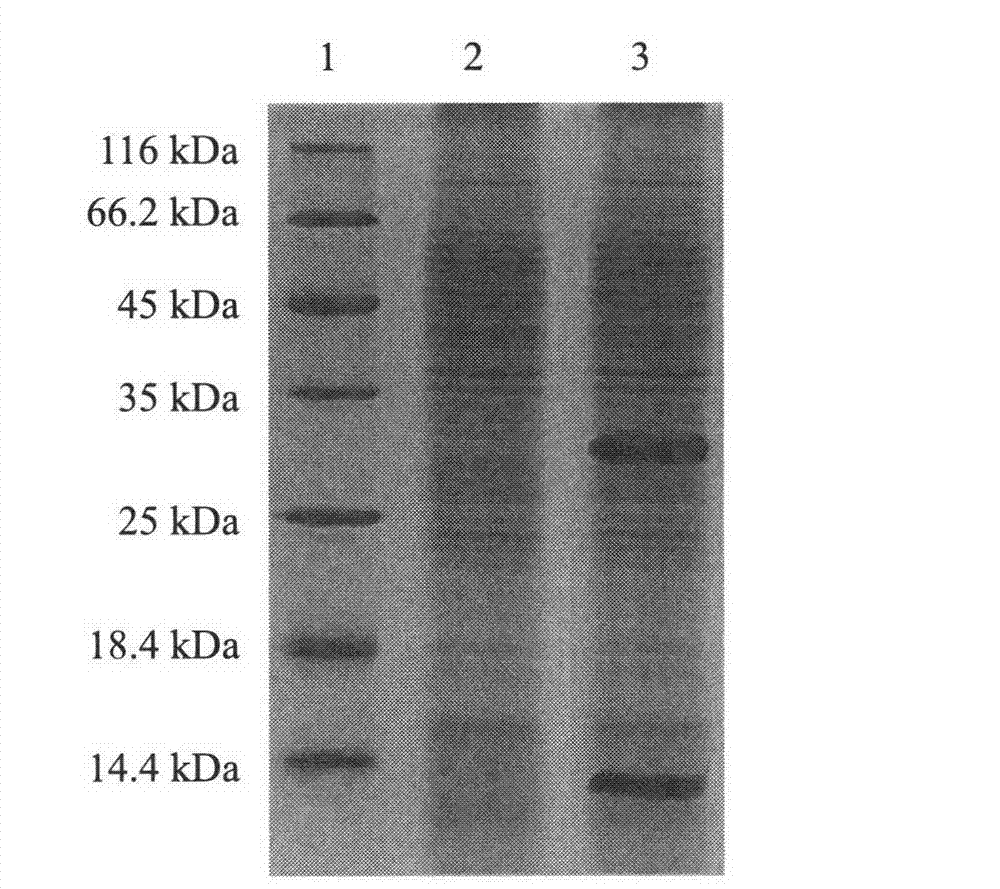 Method for expressing staphyloccocus aureus alpha-acetolactate decarboxylase by utilizing recombinant bacillus subtilis efficiently