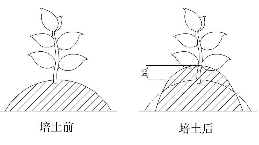 Medium concave ridging culture method for tobacco