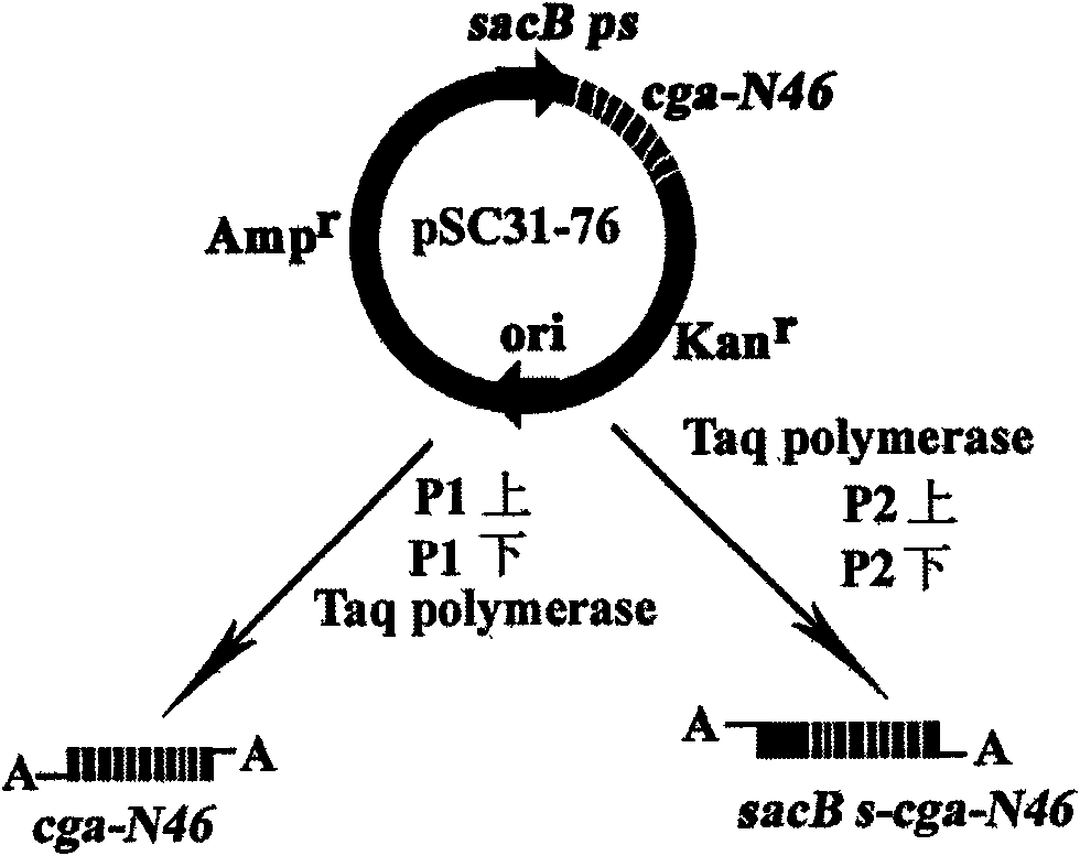 Construction method of polycistron expression vector