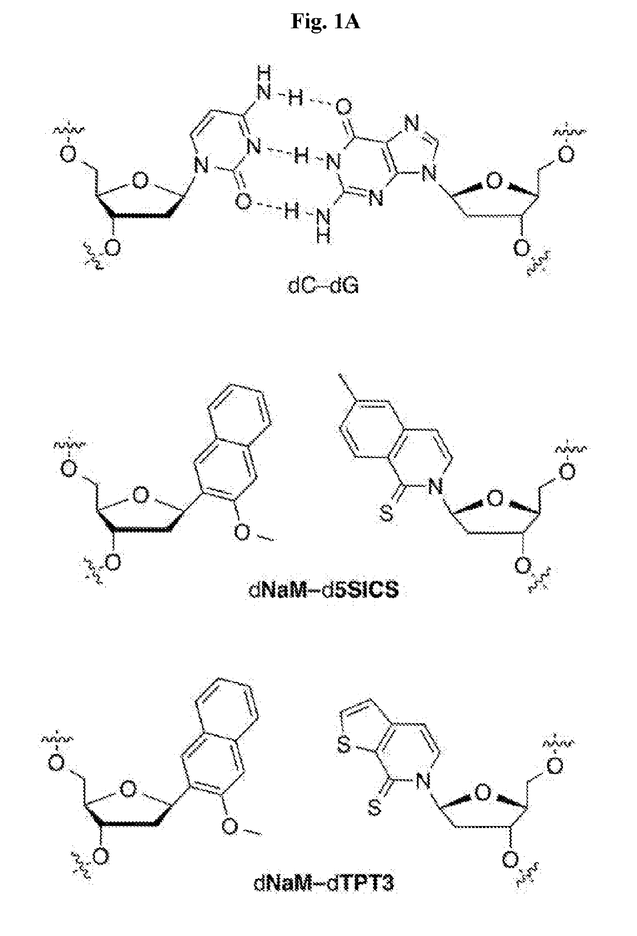 Novel nucleoside triphosphate transporter and uses thereof