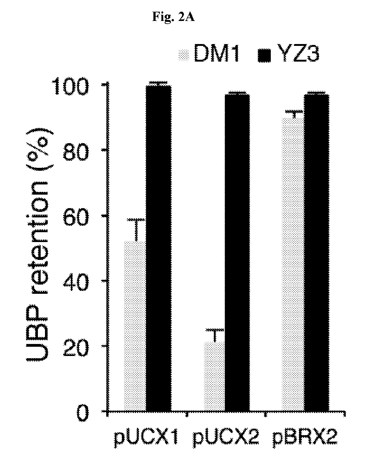 Novel nucleoside triphosphate transporter and uses thereof