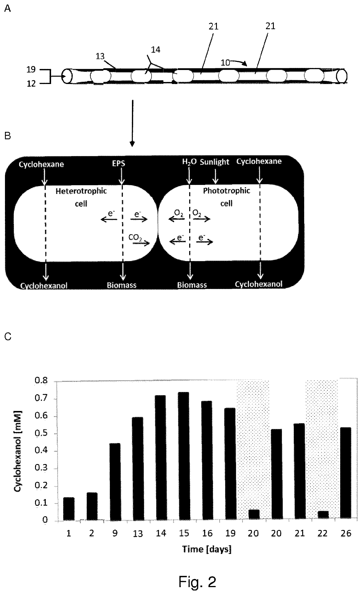 A composition of photoautotrophic microorganisms and chemoheterotrophic microorganisms in a biofilm