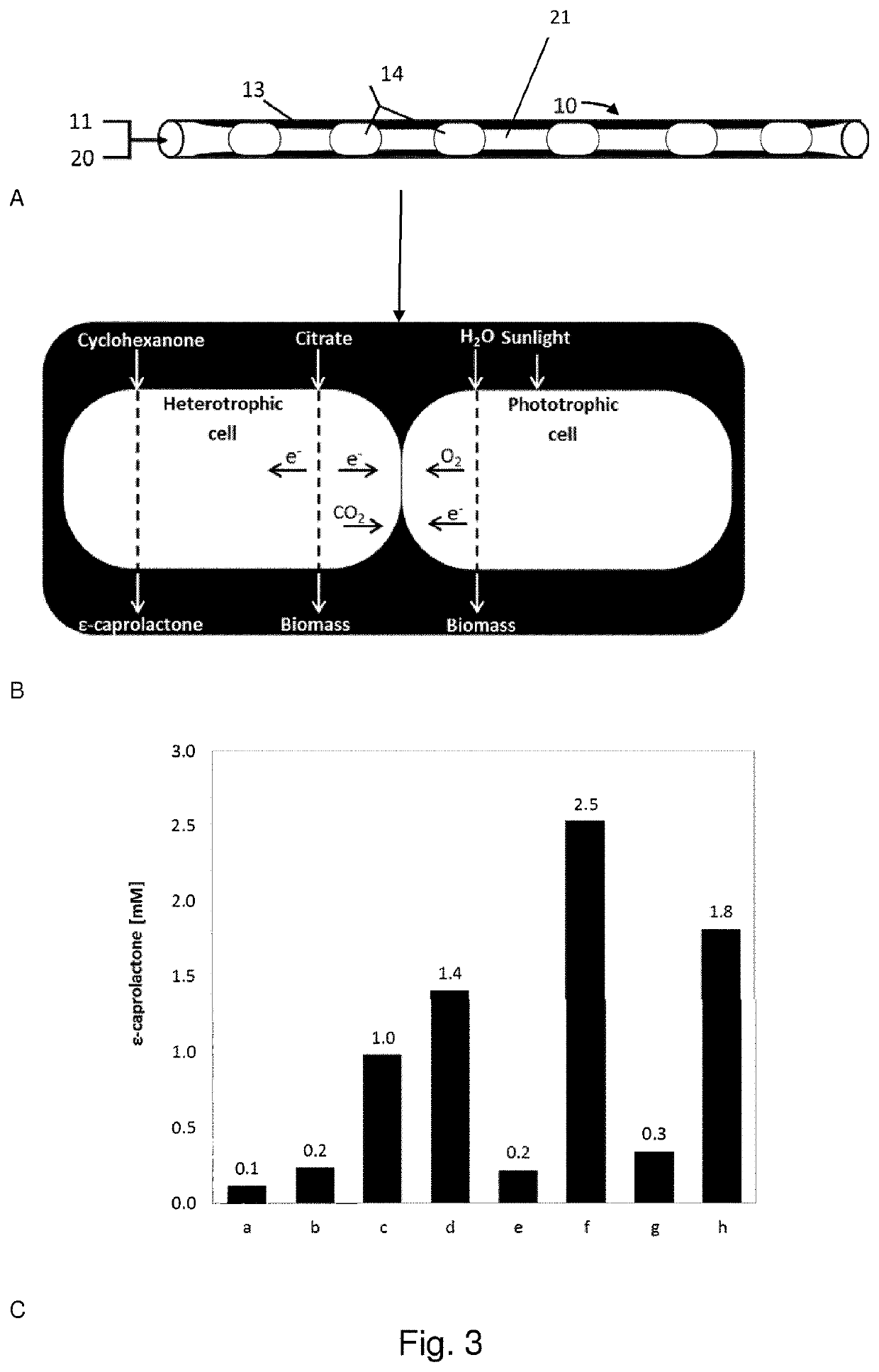 A composition of photoautotrophic microorganisms and chemoheterotrophic microorganisms in a biofilm