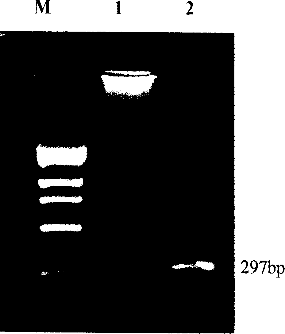 Double-function amalgamation protein, preparation method and application thereof