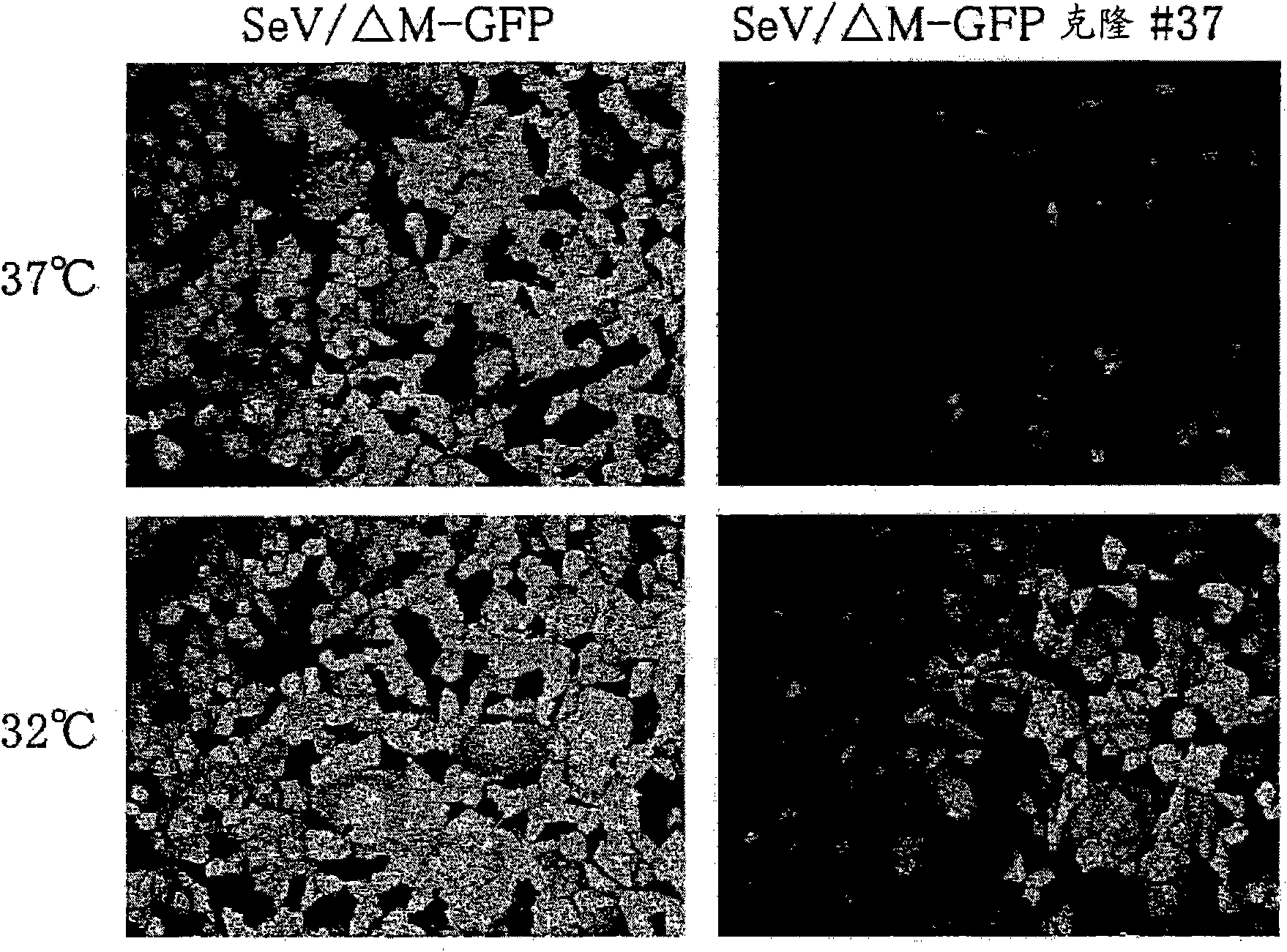 Attenuated minus-stranded rna virus