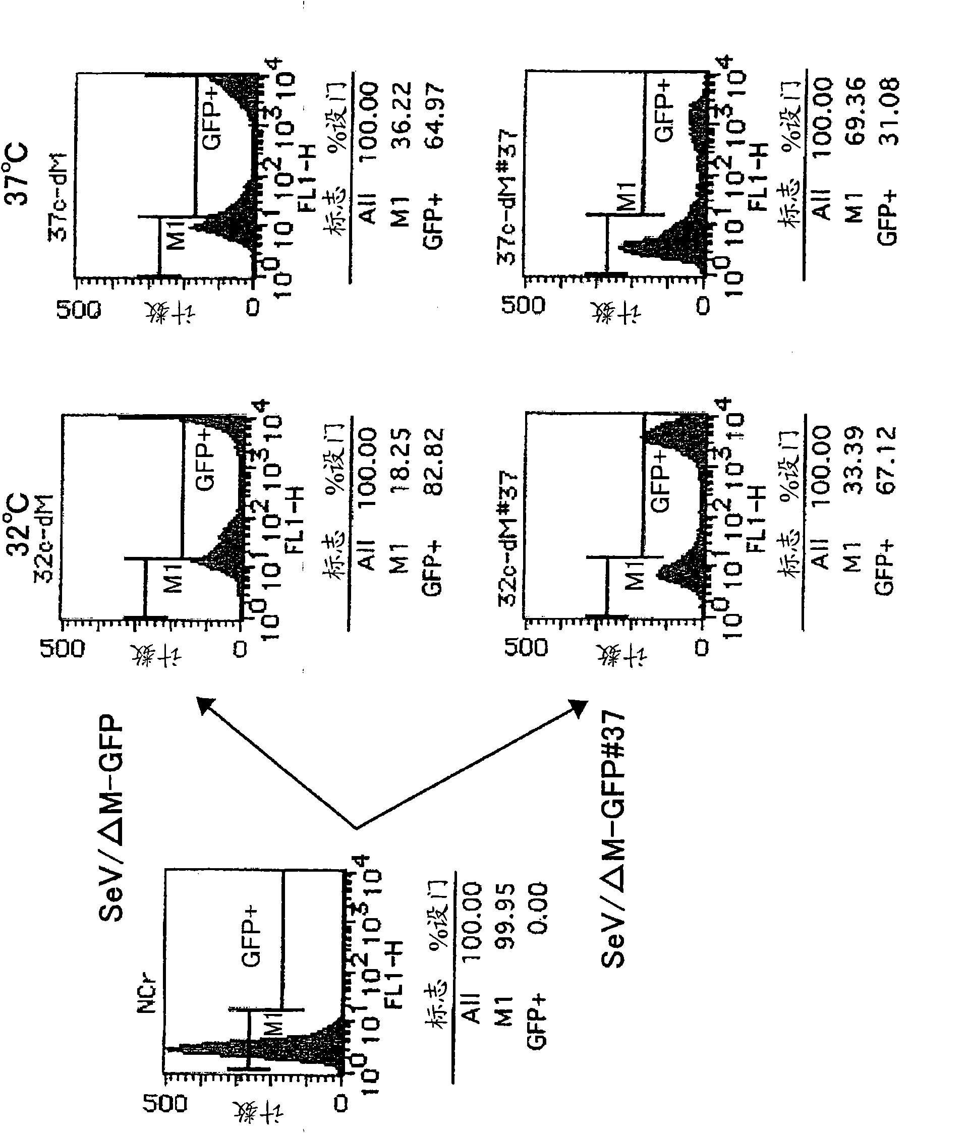 Attenuated minus-stranded rna virus