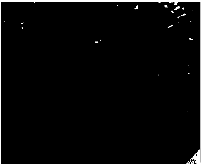 Method for inducing embryonic callus