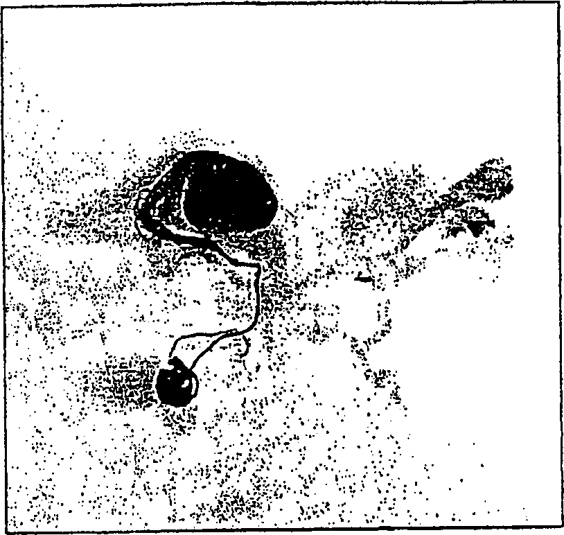 Process for converting storage reserves of dicot seeds into compositions comprising one or more gene products