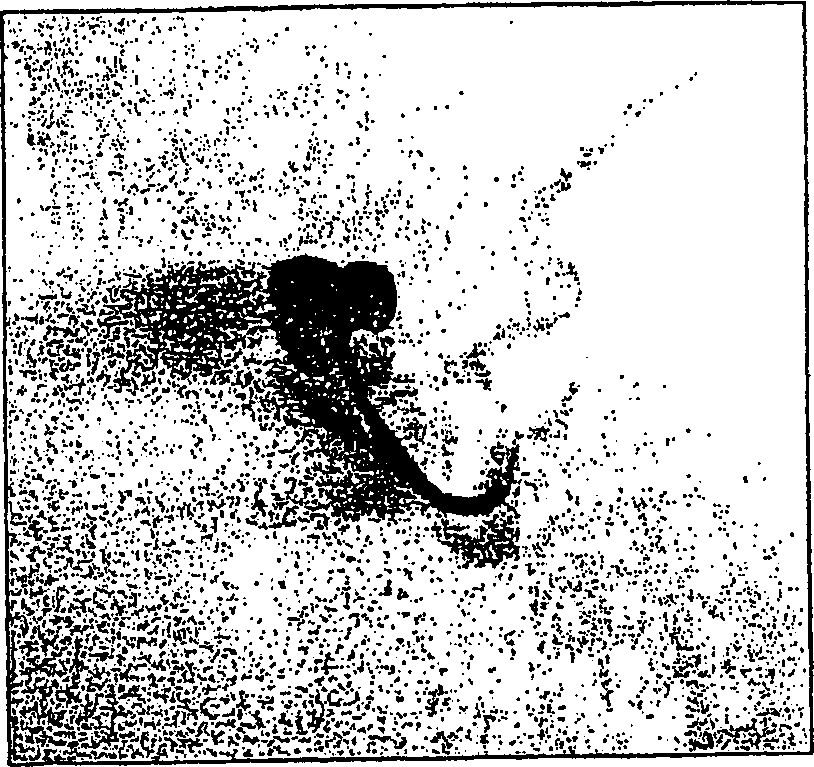 Process for converting storage reserves of dicot seeds into compositions comprising one or more gene products