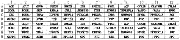 T2DM (Type 2 Diabetes Mellitus) detection primer group, PCR (Polymerase Chain Reaction) chip and detection method for human and monkeys