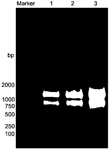 Method for extracting RNA (Ribonucleic Acid) of eremophyte Reaumuria songarica Maxim